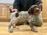 Poppy, a female German Shorthaired Pointer for sale in Emlenton, PA – Photo 3 of 4