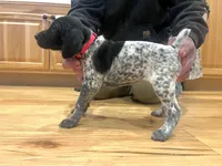 Mabel, a female German Shorthaired Pointer for sale in Emlenton, PA – Photo 3 of 4