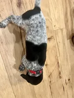 Mabel, a female German Shorthaired Pointer for sale in Emlenton, PA – Photo 4 of 4