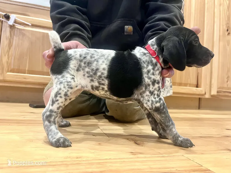 Mabel – German Shorthaired Pointer puppy for sale in Emlenton, PA
