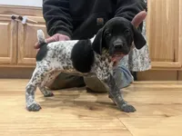 Mabel, a female German Shorthaired Pointer for sale in Emlenton, PA – Photo 2 of 4