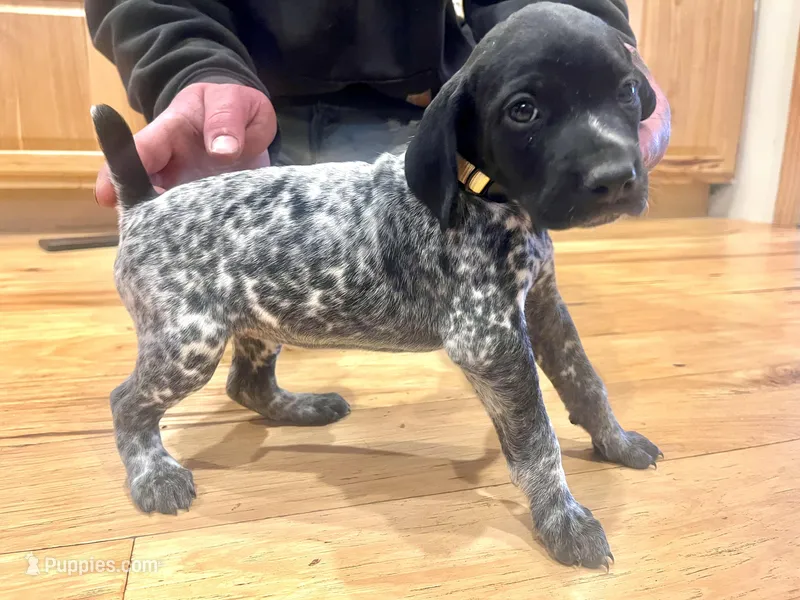 Goose – German Shorthaired Pointer puppy for sale in Emlenton, PA