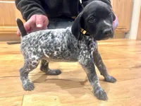 Goose, a female German Shorthaired Pointer for sale in Emlenton, PA – Photo 1 of 3