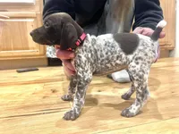 Charlotte Johnson, a female German Shorthaired Pointer for sale in Emlenton, PA – Photo 4 of 4