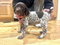 Charlotte Johnson, a female German Shorthaired Pointer for sale in Emlenton, PA – Photo 1 of 4