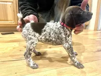 Charlotte Johnson, a female German Shorthaired Pointer for sale in Emlenton, PA – Photo 3 of 4
