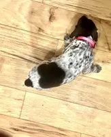 Charlotte Johnson, a female German Shorthaired Pointer for sale in Emlenton, PA – Photo 2 of 4