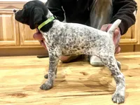 Ethel, a female German Shorthaired Pointer for sale in Emlenton, PA – Photo 4 of 4