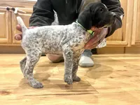 Ethel, a female German Shorthaired Pointer for sale in Emlenton, PA – Photo 3 of 4