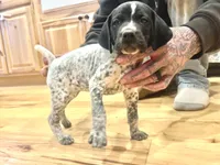 Ethel, a female German Shorthaired Pointer for sale in Emlenton, PA – Photo 1 of 4