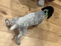 Ethel, a female German Shorthaired Pointer for sale in Emlenton, PA – Photo 2 of 4