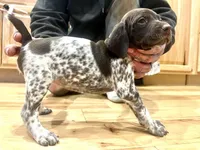 Charlene, a female German Shorthaired Pointer for sale in Emlenton, PA – Photo 1 of 4