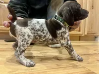 Charlene, a female German Shorthaired Pointer for sale in Emlenton, PA – Photo 2 of 4