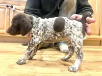 Charlene, a female German Shorthaired Pointer for sale in Emlenton, PA – Photo 3 of 4