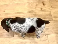 Charlene, a female German Shorthaired Pointer for sale in Emlenton, PA – Photo 4 of 4