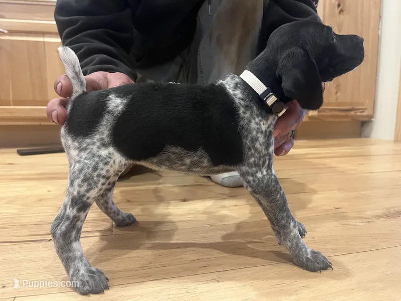 Pearl – German Shorthaired Pointer puppy for sale in Emlenton, PA