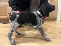 Pearl, a female German Shorthaired Pointer for sale in Emlenton, PA – Photo 1 of 4