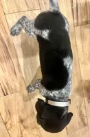 Pearl, a female German Shorthaired Pointer for sale in Emlenton, PA – Photo 2 of 4