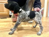 Pearl, a female German Shorthaired Pointer for sale in Emlenton, PA – Photo 4 of 4