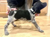 Pearl, a female German Shorthaired Pointer for sale in Emlenton, PA – Photo 3 of 4