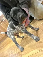 Walter, a male German Shorthaired Pointer for sale in Emlenton, PA – Photo 2 of 4