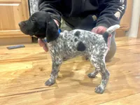 Walter, a male German Shorthaired Pointer for sale in Emlenton, PA – Photo 3 of 4