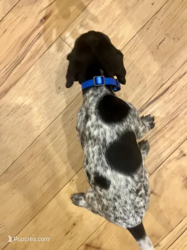 Walter – German Shorthaired Pointer puppy for sale in Emlenton, PA