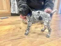 Walter, a male German Shorthaired Pointer for sale in Emlenton, PA – Photo 4 of 4