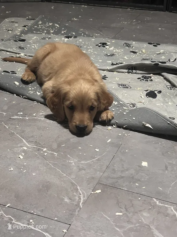 Rosie – Golden Retriever puppy for sale in Ashburnham, MA