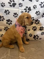 Golden Boy Beau, a male Golden Retriever for sale in Ashburnham, MA – 2 of 2