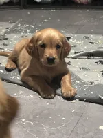 Rosie, a female Golden Retriever for sale in Ashburnham, MA – 2 of 2