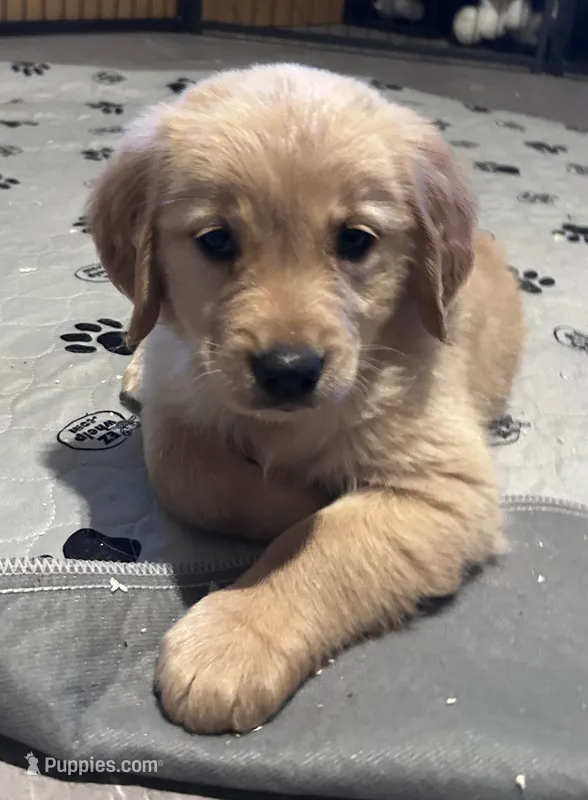 Rosie – Golden Retriever puppy for sale in Ashburnham, MA