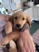 Rosie Akc Golden Retriever , a female Golden Retriever for sale in Ashburnham, MA – 1 of 1