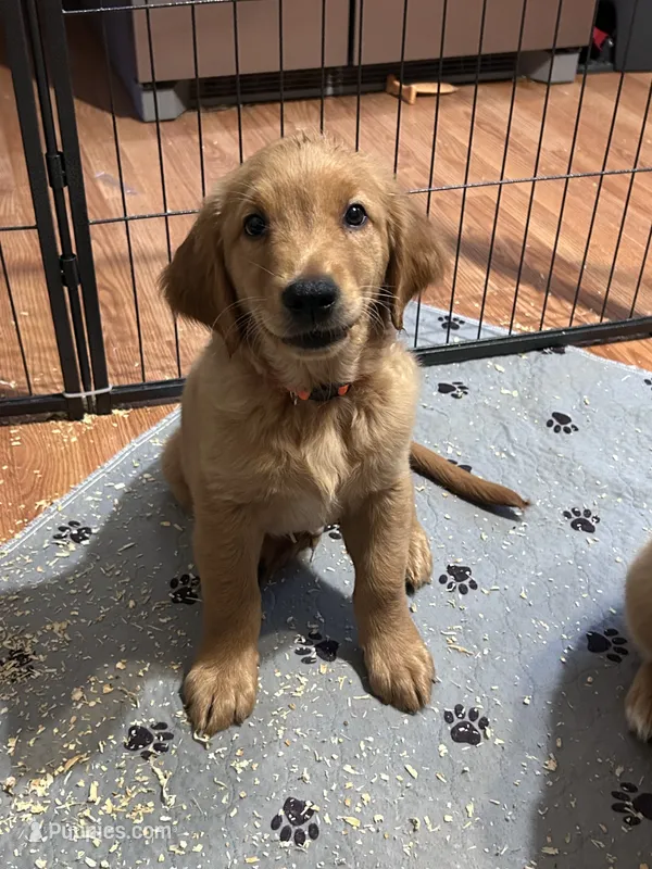 Jake male akc golden retriever  – Golden Retriever puppy for sale in Ashburnham, MA