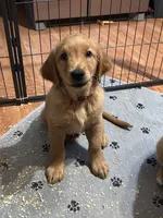Jake male akc golden retriever , a male Golden Retriever for sale in Ashburnham, MA – 1 of 1