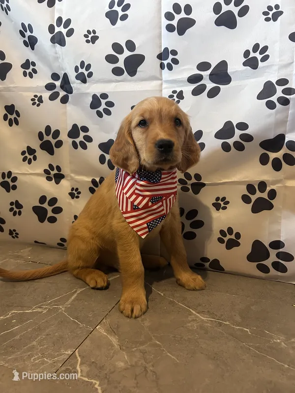 Golden Boy Beau – Golden Retriever puppy for sale in Ashburnham, MA