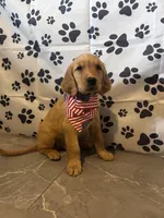 Golden Boy Beau, a male Golden Retriever for sale in Ashburnham, MA – 1 of 2