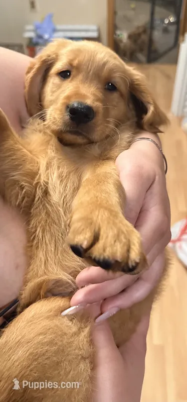 Sam – Golden Retriever puppy for sale in Ashburnham, MA