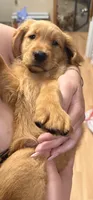 Sam, a male Golden Retriever for sale in Ashburnham, MA – 1 of 1