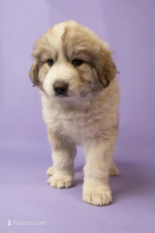 Rocky – Great Pyrenees puppy for sale in Hope Mills, NC