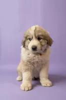 Rocky, a male Great Pyrenees for sale in Hope Mills, NC – Photo 2 of 3