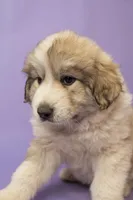 Rocky, a male Great Pyrenees for sale in Hope Mills, NC – Photo 3 of 3