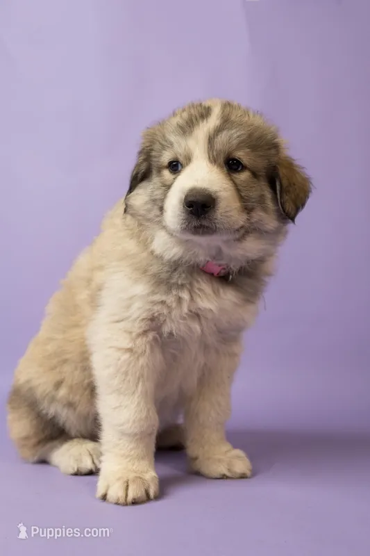 Gigi – Great Pyrenees puppy for sale in Hope Mills, NC