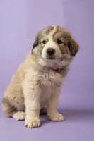 Gigi, a female Great Pyrenees for sale in Hope Mills, NC – Photo 1 of 3