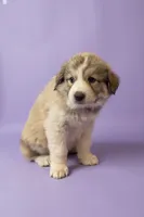 Gigi, a female Great Pyrenees for sale in Hope Mills, NC – Photo 2 of 3