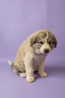 Gigi, a female Great Pyrenees for sale in Hope Mills, NC – Photo 3 of 3