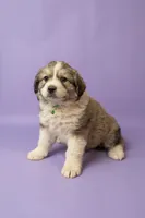 Gracie, a female Great Pyrenees for sale in Hope Mills, NC – Photo 2 of 4