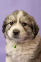 Gracie, a female Great Pyrenees for sale in Hope Mills, NC – Photo 3 of 4