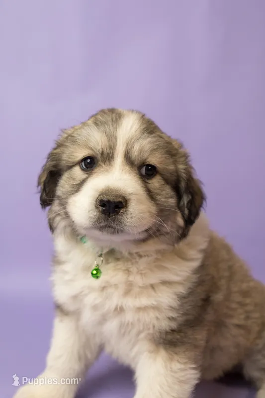 Gracie – Great Pyrenees puppy for sale in Hope Mills, NC