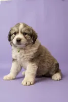 Gracie, a female Great Pyrenees for sale in Hope Mills, NC – Photo 4 of 4
